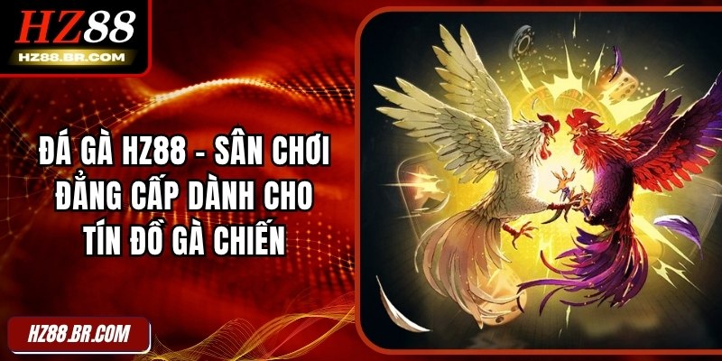 Đá Gà HZ88 – Sân Chơi Đẳng Cấp Dành Cho Tín Đồ Đam Mê Gà Chiến